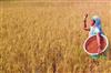 Odisha News:Odisha-Boosts-Climate-Resilient-Agriculture-with-IRRI-Collaboration