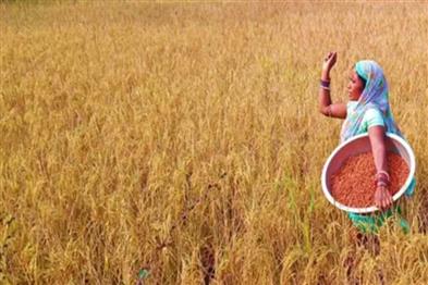 Odisha News:Odisha-Boosts-Climate-Resilient-Agriculture-with-IRRI-Collaboration