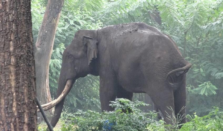 Odisha News:Odisha-CM-Mohan-Majhi-Launches-International-Workshop-on-Human-Elephant-Coexistence