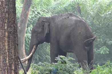 Odisha News:Odisha-CM-Mohan-Majhi-Launches-International-Workshop-on-Human-Elephant-Coexistence