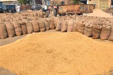 Odisha News:Odisha-Government-Launches-Farmer-Registration-for-Kharif-Paddy-Sale