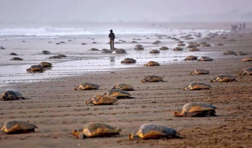 Odisha News:Odisha-Imposes-Restrictions-in-Gahirmatha-to-Protect-Olive-Ridley-Turtles