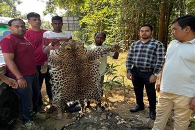 Odisha News:Odisha-STF-Seizes-Leopard-Skin-Arrests-Two-in-Sonepur