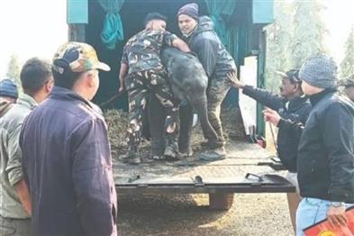 Odisha News:Orphaned-Elephant-Calf-Shifted-to-Nandankanan-Rescue-Centre