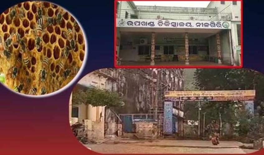 Odisha News:Panic-at-Nilagiri-Teachers-Injured-in-Savage-Bee-Swarm