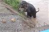 Odisha News:Rare-Sight-in-Dhenkanal-Tusker-Struggles-to-Exit-Rengali-Canal-Near-Haldiyabahal