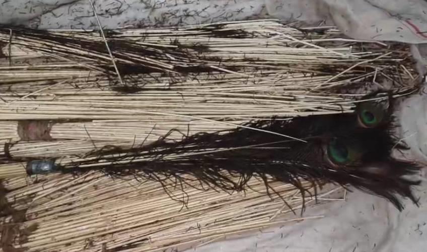 Odisha News:Retired-Forester-Arrested-for-Possession-of-Protected-Wildlife-Parts