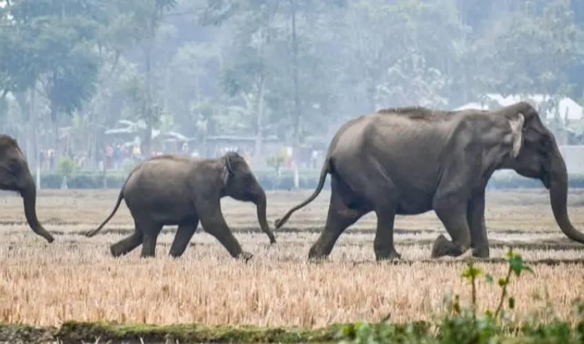 Odisha News:Rogue-Elephant-Terror-19-Dead-in-9-Days-as-Jharkhand-Borders-Turn-Into-Killing-Fields