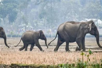 Odisha News:Rogue-Elephant-Terror-19-Dead-in-9-Days-as-Jharkhand-Borders-Turn-Into-Killing-Fields