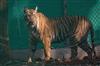 Odisha News:Similipal-Sanctuarys-New-Addition-Tigress-Jinnat-Expected-to-Give-Birth