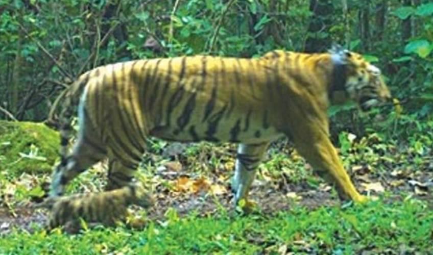 Odisha News:Similipal-Success-Radio-Collar-to-be-Removed-from-Tigress-Jinnat