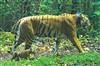 Odisha News:Similipal-Success-Radio-Collar-to-be-Removed-from-Tigress-Jinnat
