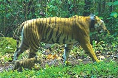 Odisha News:Similipal-Success-Radio-Collar-to-be-Removed-from-Tigress-Jinnat