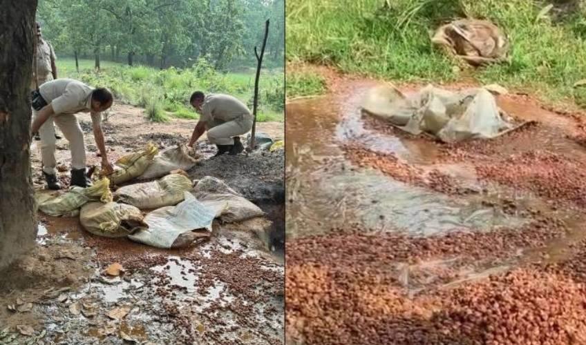Odisha News:Sundargarh-Excise-Crackdown-15600-kg-Mahua-Wash-Destroyed-in-Forest-Raid