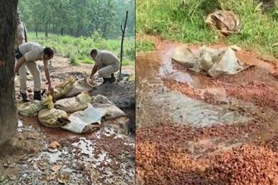 Odisha News:Sundargarh-Excise-Crackdown-15600-kg-Mahua-Wash-Destroyed-in-Forest-Raid