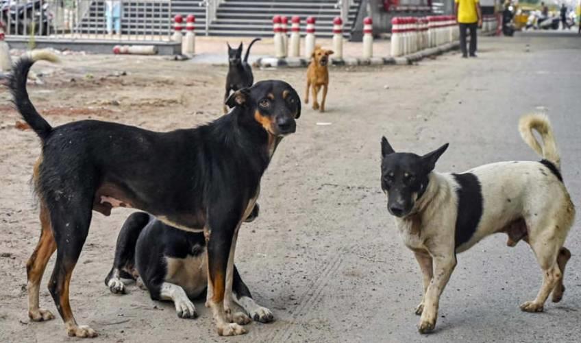 Odisha News:Supreme-Court-to-Hear-Stray-Dog-Case-Amid-Controversy-Over-Removal-Orders