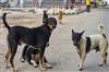 Odisha News:Supreme-Court-to-Hear-Stray-Dog-Case-Amid-Controversy-Over-Removal-Orders