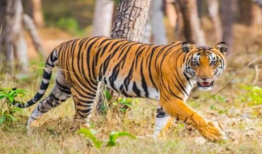 Odisha News:Tiger-Census-Begins-in-Similipal-National-Park