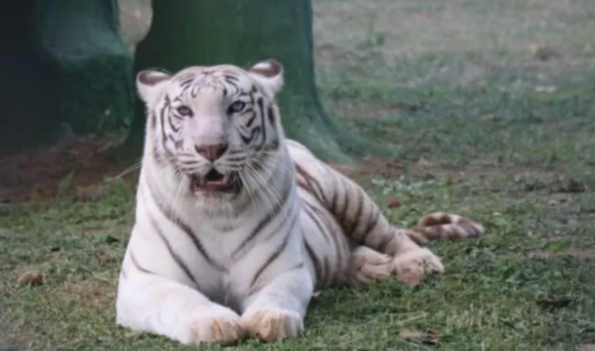 Odisha News:Tiger-Cub-Succumbs-to-Illness-at-Nandankanan-Zoo-Despite-Medical-Efforts