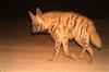 Odisha News:Tiger-Terror-Grips-Dudhiani-Range-in-Mayurbhanj