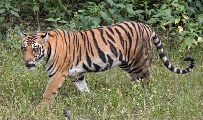 Odisha News:Tiger-Terror-Strikes-Pandaripani-Village-in-Nuapada