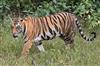Odisha News:Tiger-Terror-Strikes-Pandaripani-Village-in-Nuapada