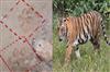 Odisha News:Tiger-Terror-in-Jharsugudas-Laikera-Area