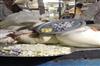 Odisha News:Toxic-Paneer-Shock-Haryana-Lab-Report-Confirms-Detergent-and-Maida-in-Famous-Niali-Chhena