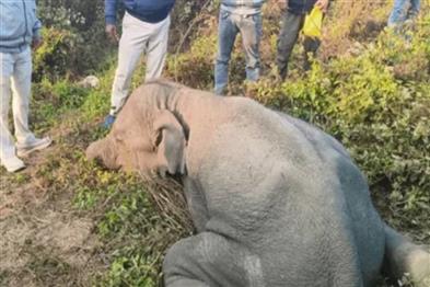 Odisha News:Tragedy-in-Angul-Elephant-Dies-After-Consuming-Explosive-Food-Bomb
