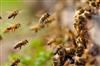 Odisha News:Tragedy-in-Kendrapara-One-Dead-Five-Injured-in-Deadly-Bee-Attack