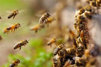Odisha News:Tragedy-in-Kendrapara-One-Dead-Five-Injured-in-Deadly-Bee-Attack