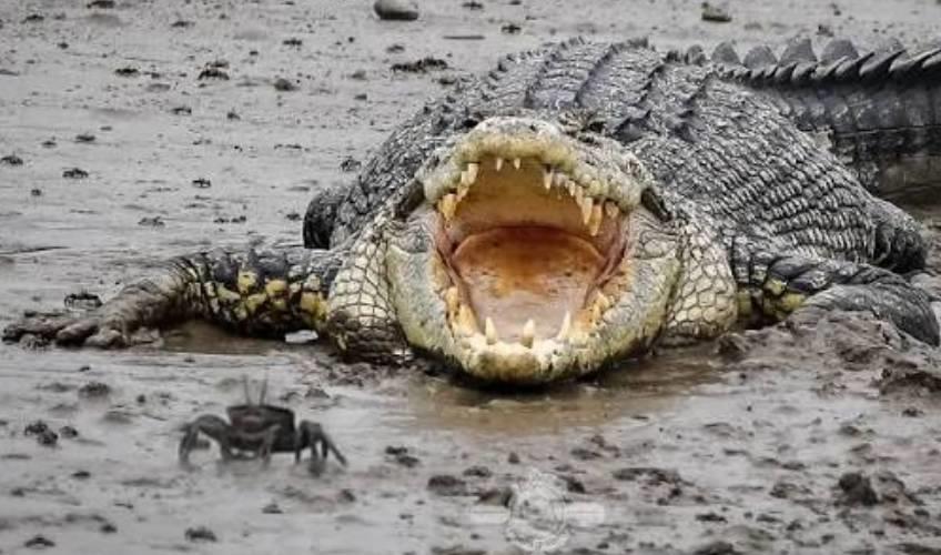 Odisha News:Tragedy-in-Kendrapara-Woman-Fatally-Dragged-by-Crocodile-in-Kharinashi