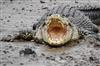 Odisha News:Tragedy-in-Kendrapara-Woman-Fatally-Dragged-by-Crocodile-in-Kharinashi