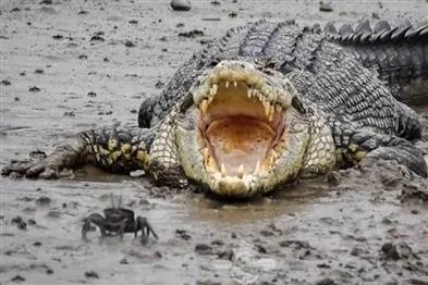 Odisha News:Tragedy-in-Kendrapara-Woman-Fatally-Dragged-by-Crocodile-in-Kharinashi