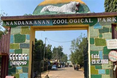 Odisha News:Tragic-Milestone-Nandankanans-Youngest-Mother-Rejects-Sole-Surviving-Cub