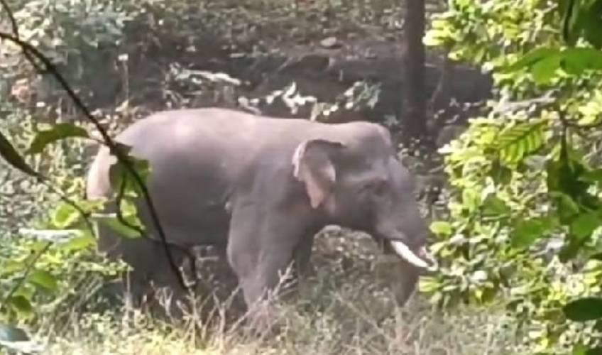 Odisha News:Tragic-Tusker-Attack-Claims-Young-Life-in-Odisha