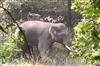 Odisha News:Tragic-Tusker-Attack-Claims-Young-Life-in-Odisha