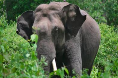 Odisha News:Tusker-Dies-Of-Electrocution-In-Mayurbhanj