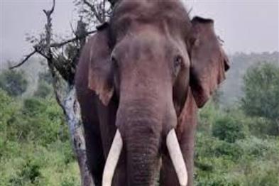 Odisha News:Two-Killed-Two-Critical-In-Elephant-Attack-In-Mayurbhanj