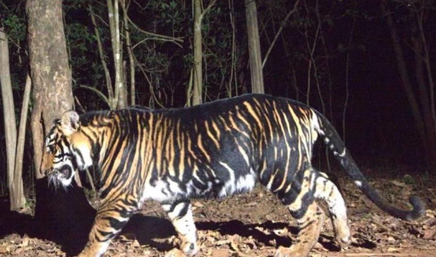 Odisha News:Worlds-First-Black-Tiger-Safari-Set-for-Launch-in-Odisha
