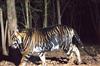 Odisha News:Worlds-First-Black-Tiger-Safari-Set-for-Launch-in-Odisha