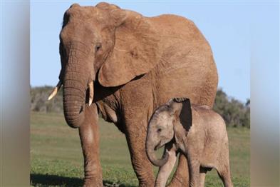 Odisha News:World-Elephant-Day-Highlights-Challenges-in-Odishas-Elephant-Conservation